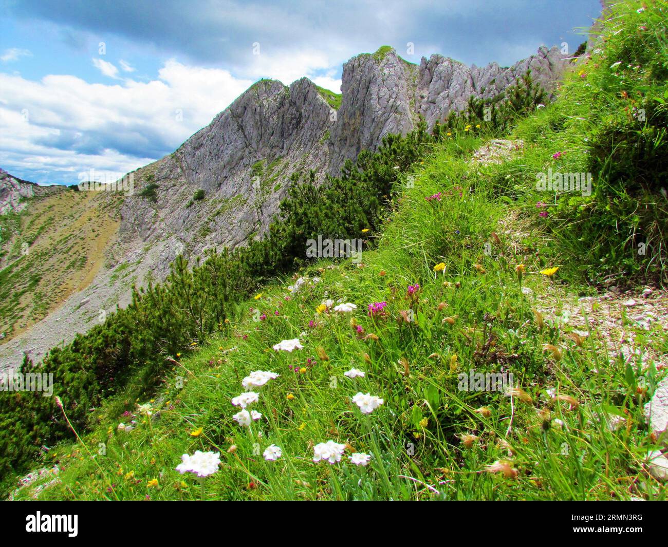 Scenic view of the mountain Visevnik in the Julian alps, Slovenia with a meadow in front with white blooming silvery yarrow (Achillea clavennae) and r Stock Photo