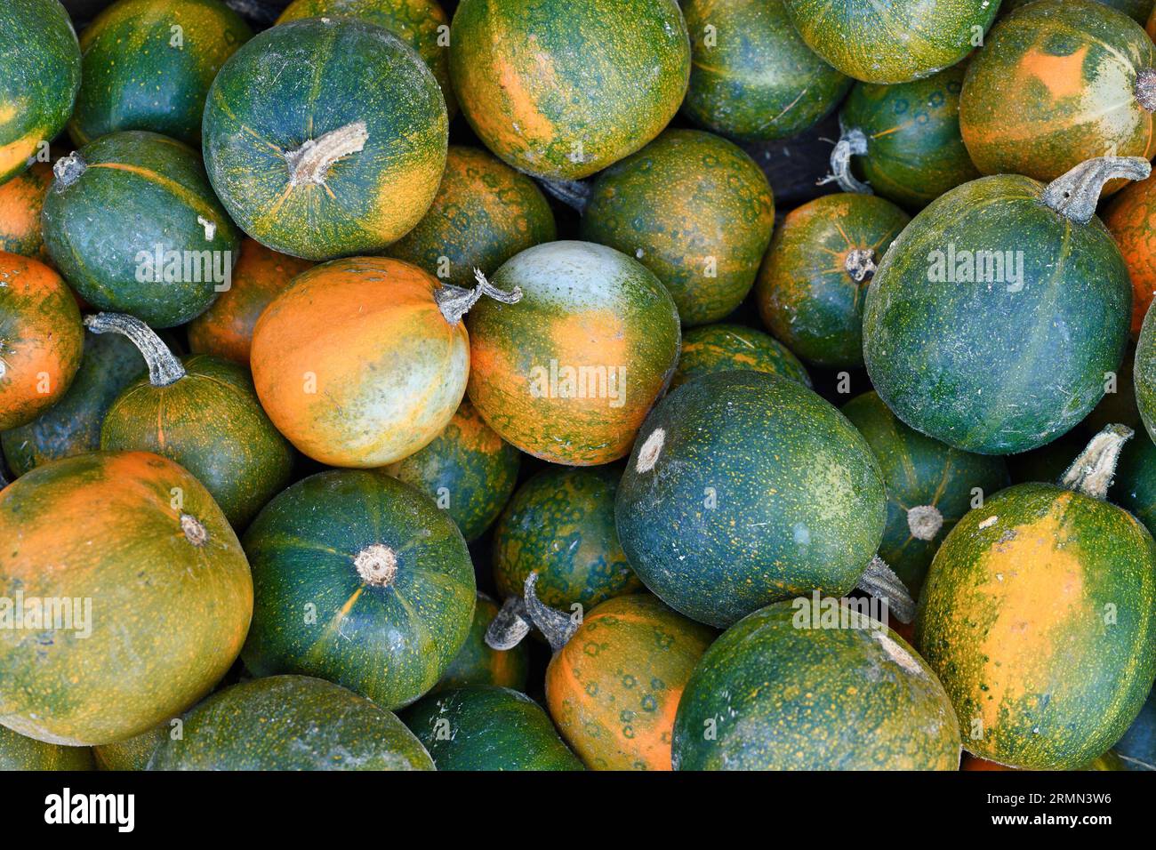 Round green and yellow Rondini Gem squash on pile Stock Photo
