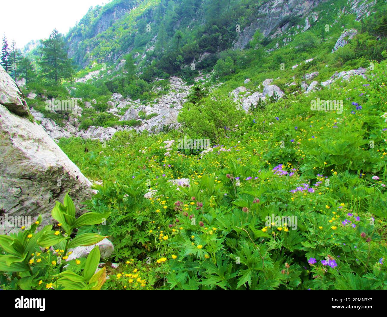 Colorful lush alpine meadow under Crna prst in Julian alps in Slovenia full of wildflowers incl. blue wood crane’s bill (Geranium sylvaticum) yellow c Stock Photo