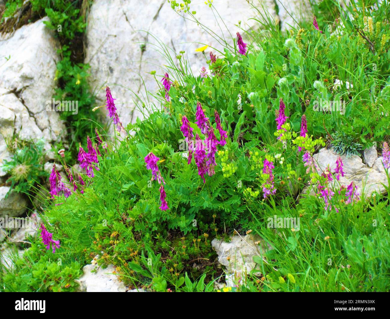 Pink blooming alpine sainfoin (Hedysarum hedysaroides) alpine flowers growing on the slopes bellow Crna Prst in Triglav national park and Julian alps, Stock Photo