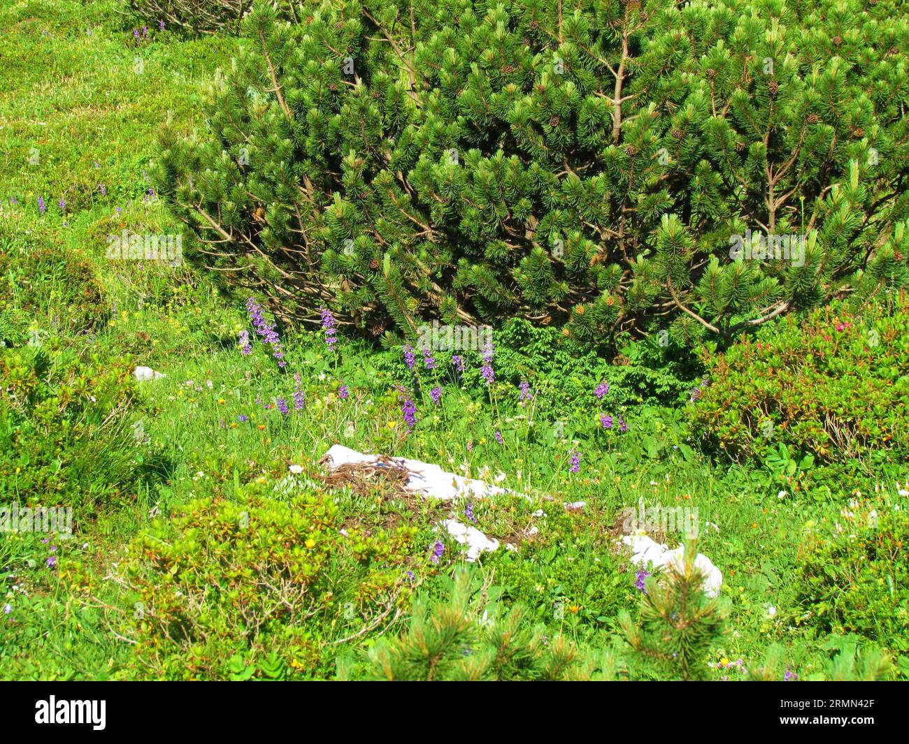 Group of purple blooming alpine rockthyme (Acinos alpinus) flowers