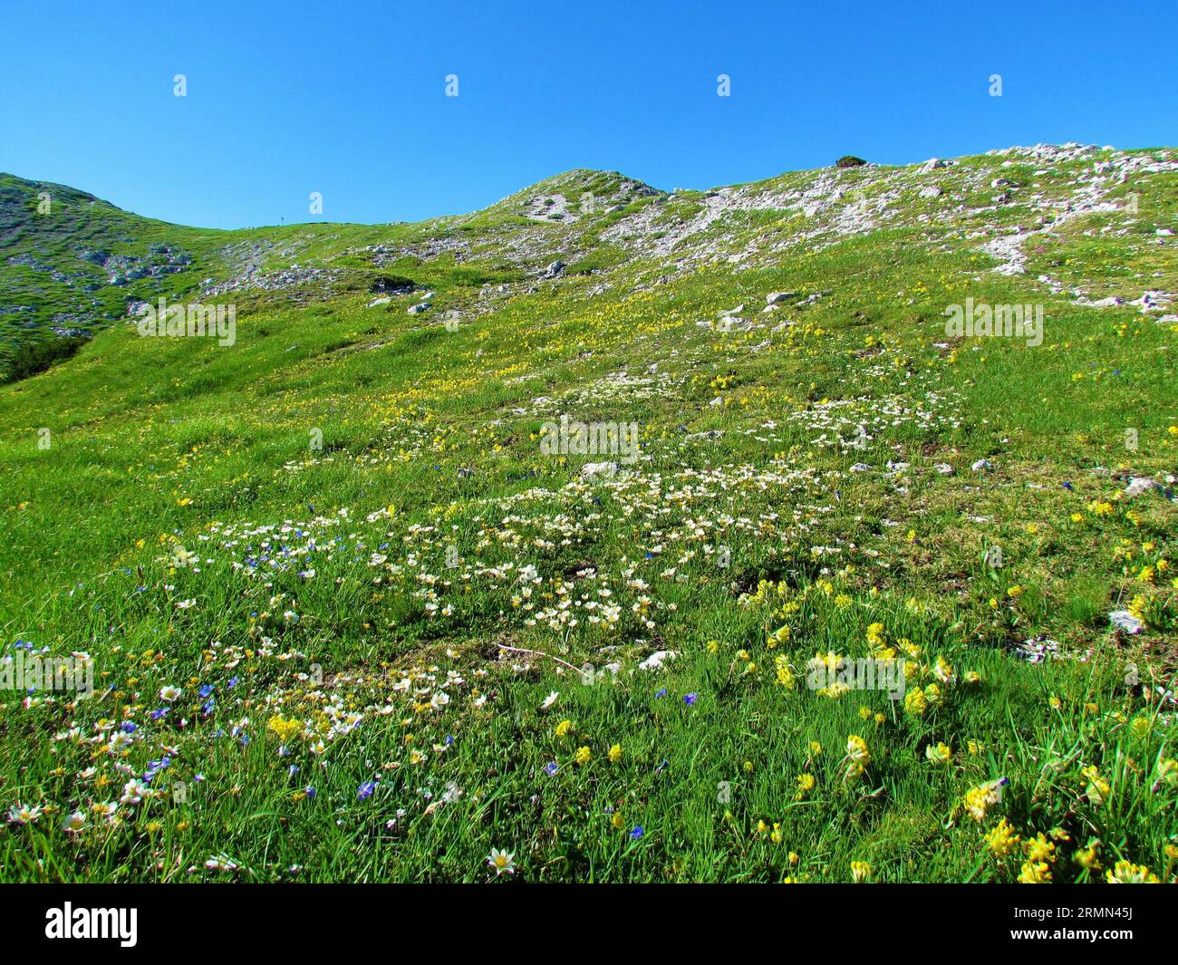 Scenic alpine slope under Rodica in Julian alps in Slovenia mountain full of white blooming mountain avens or white dryas (Dryas octopetala), yellow b Stock Photo