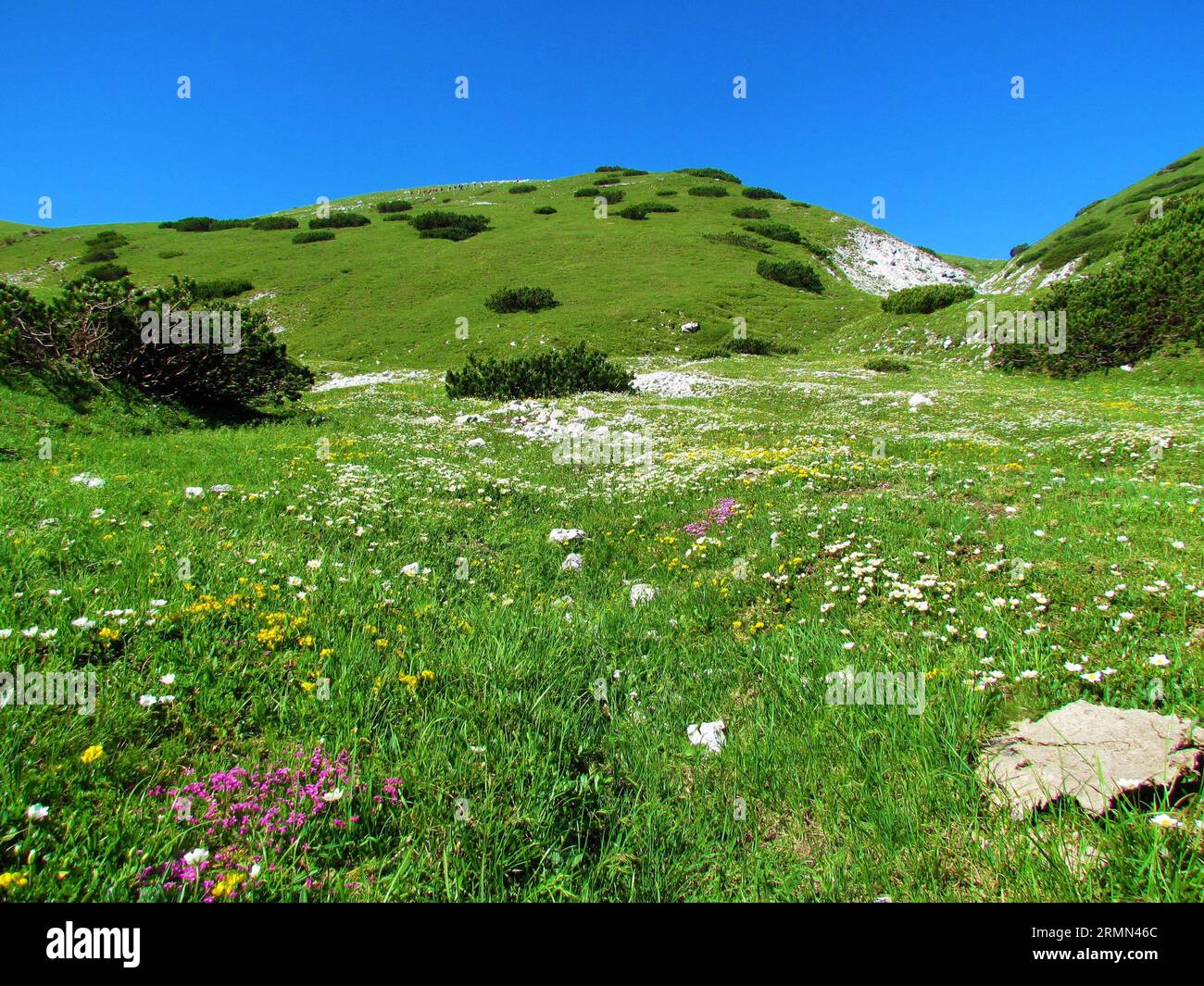 Scenic view of a mountain medow under Rodica, Slovenia and field of wildflowers incl. white blooming mountain avens (Dryas octopetala), yellow kidney Stock Photo