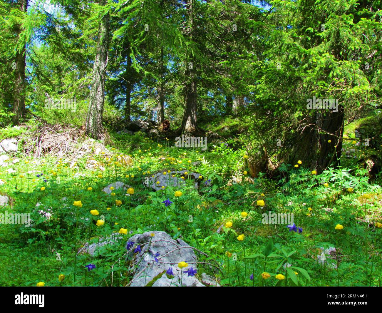 Forest clearing in a spruce forest above Pokljuka in the Julian alps in Slovenia full of yellow blooming globe flower (Trollius europaeus) Stock Photo