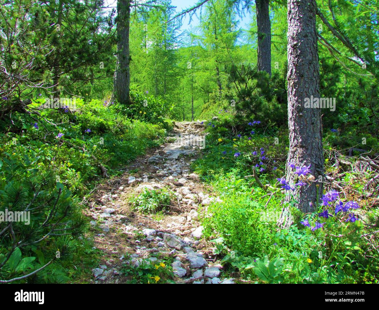 Path full of stones leading past a mountain larch forest above Lipanca and Pokljuka, Slovenia surrounded by purple flowering alpine columbine (Aquileg Stock Photo