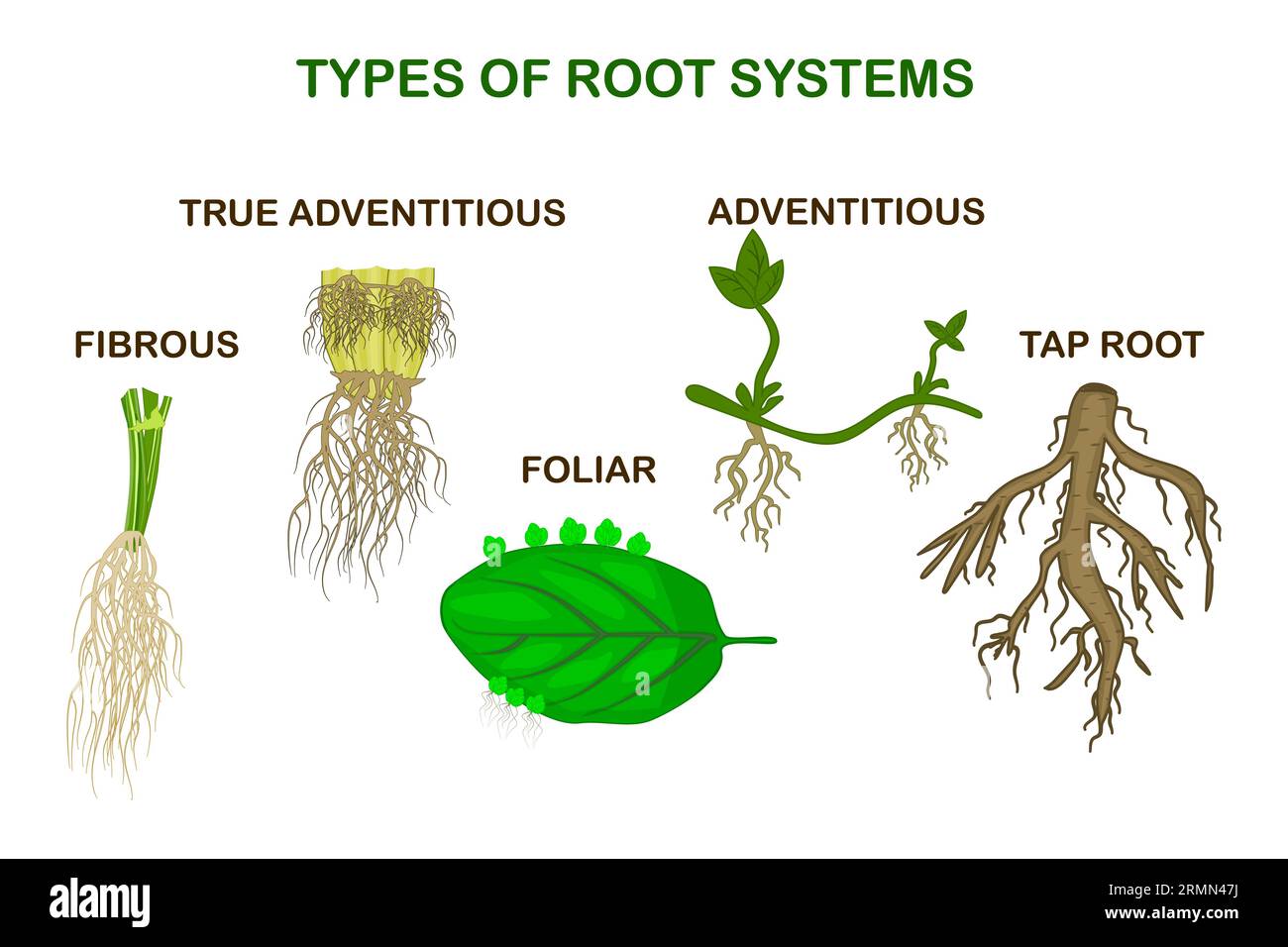 Types of root systems of plants, monocot and dicot. Taproot, adventitious, true adventitious, foliar and fibrous root example comparison. Vector Stock Vector