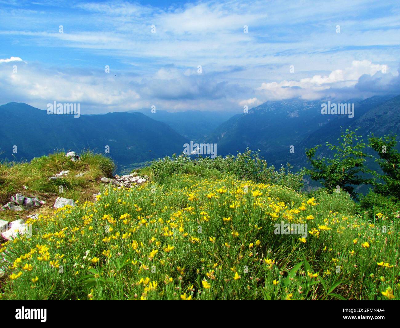 View of hill above Bovec basin in North Primorska region of Slovenia wih yellow blooming Genista radiata flowers in front Stock Photo