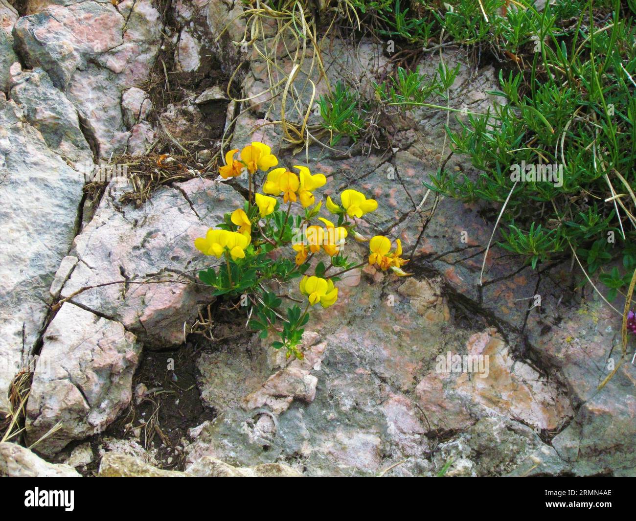 Close up of yellow blooming Coronilla vaginalis flowers growing in the rocks Stock Photo