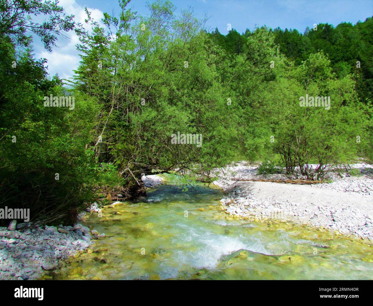 Martuljek creek close to Gozd Martuljek in Gorenjska, Slovenia with white willow (Salix alba) trees growing above Stock Photo