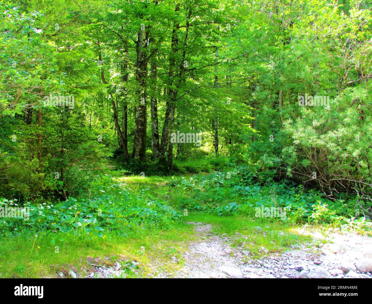 Forest of beech and white willow trees in Slovenia with butterbur (Petasites) vegetation in front Stock Photo