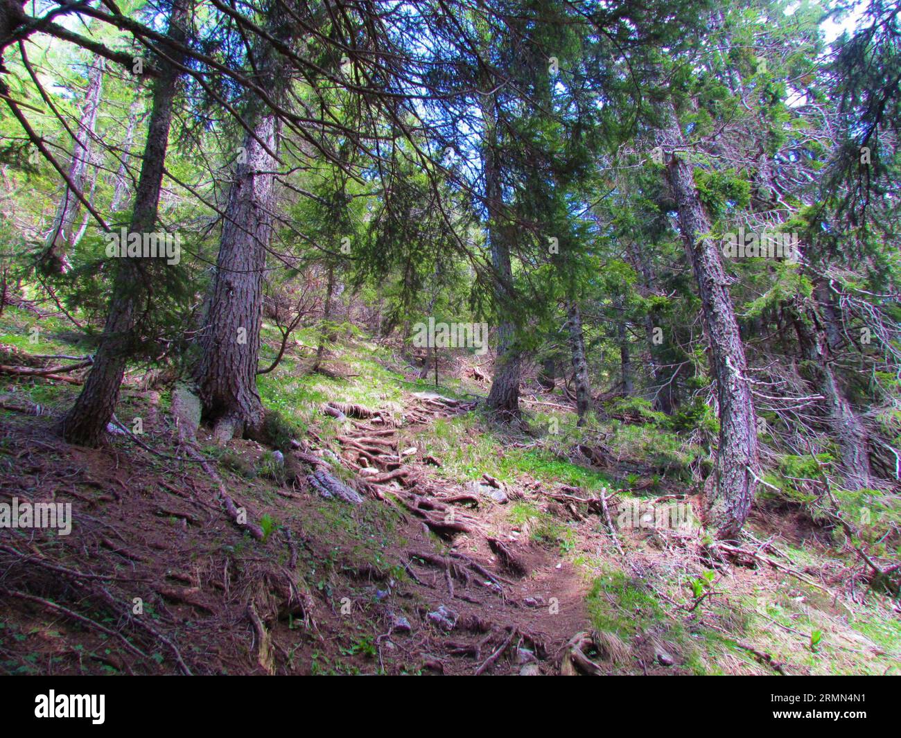 Path leading through a spruce and larch forest towards Goli Vrh above Jezersko, Slovenia Stock Photo