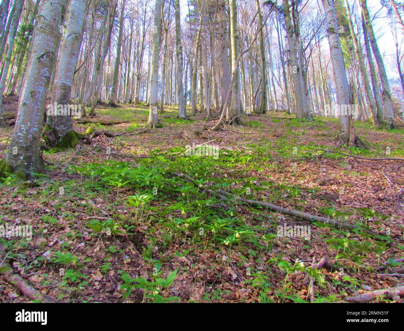 Bright sunlit common beech forest under Porezen mountain in Slovenia in spring with drooping bittercress (Cardamine enneaphyllos) covering the slope Stock Photo