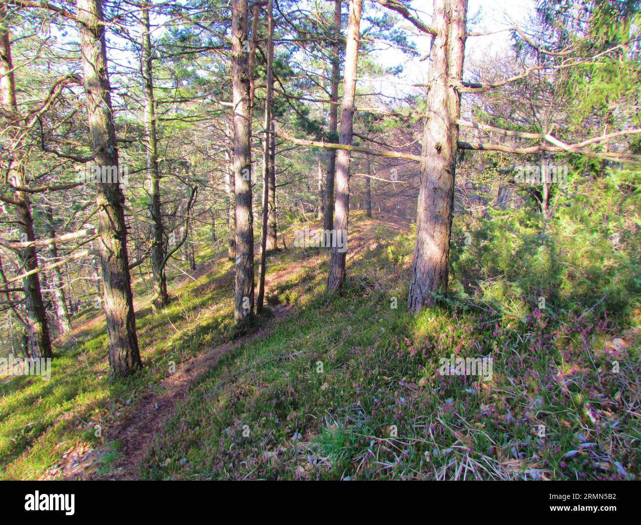 Pine forest lit by sunshine in Slovenia with winter heath, winter-flowering heather, spring heath, alpine heath covering the ground Stock Photo