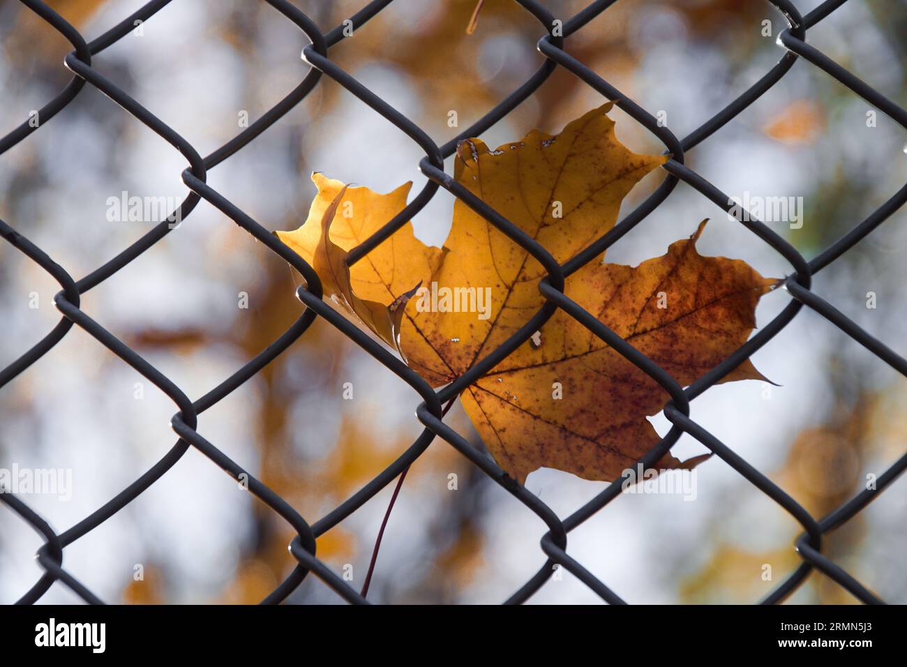 Close-up of dry maple leaf on chainlink fence Stock Photo