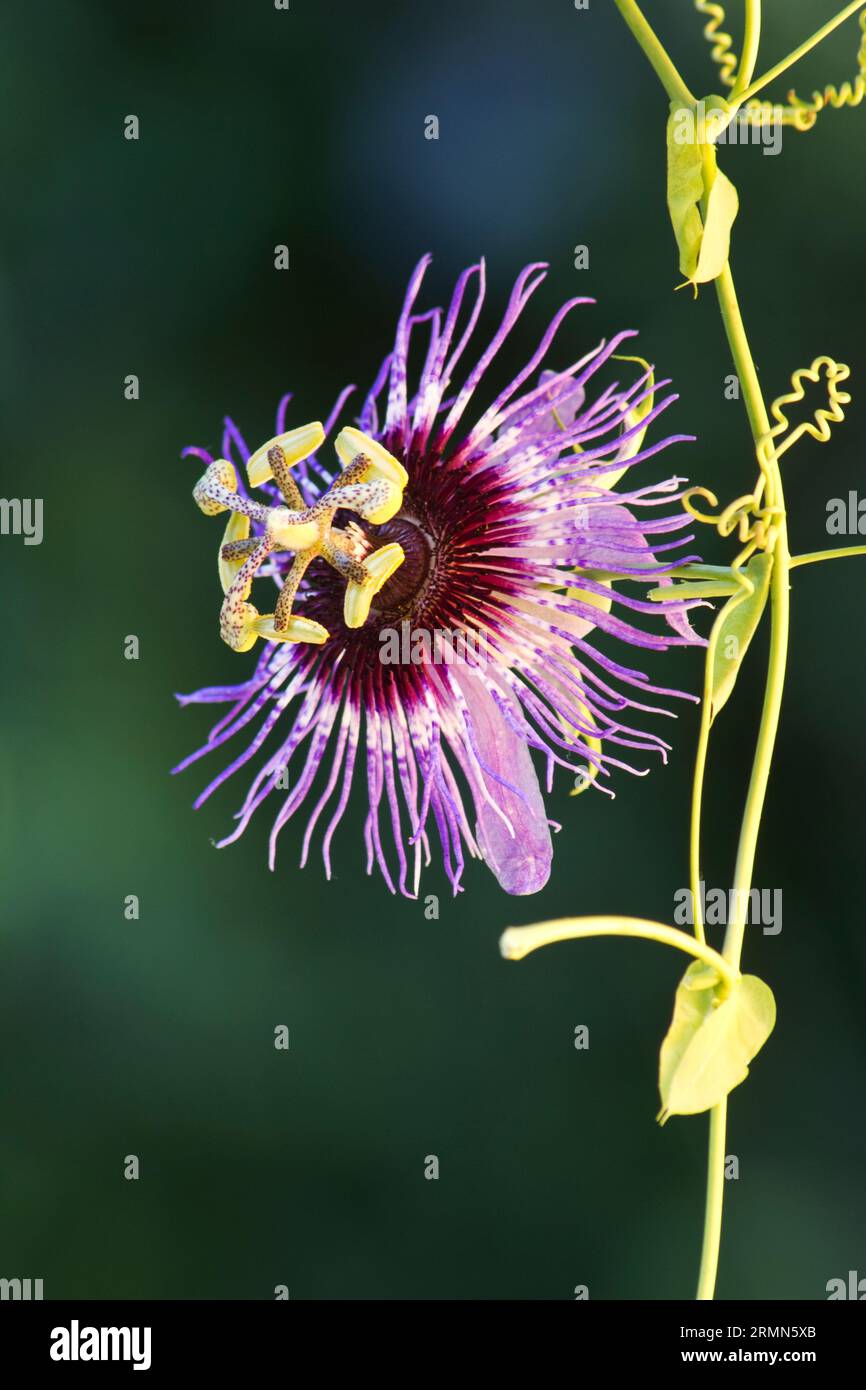 Passion fruit flower (Passiflora edulis) close-up Stock Photo