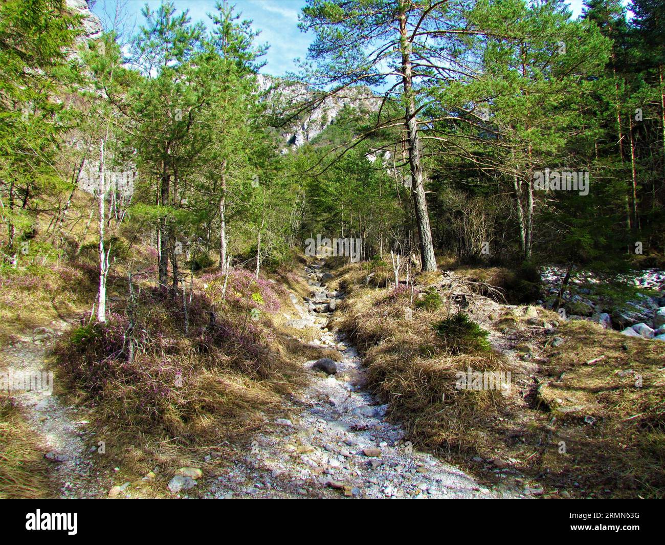 Scots pine forest in early spring in Draga valley, Slovenia with a foot trail and pink flowering winter heath, winter flowering heather, spring heath, Stock Photo