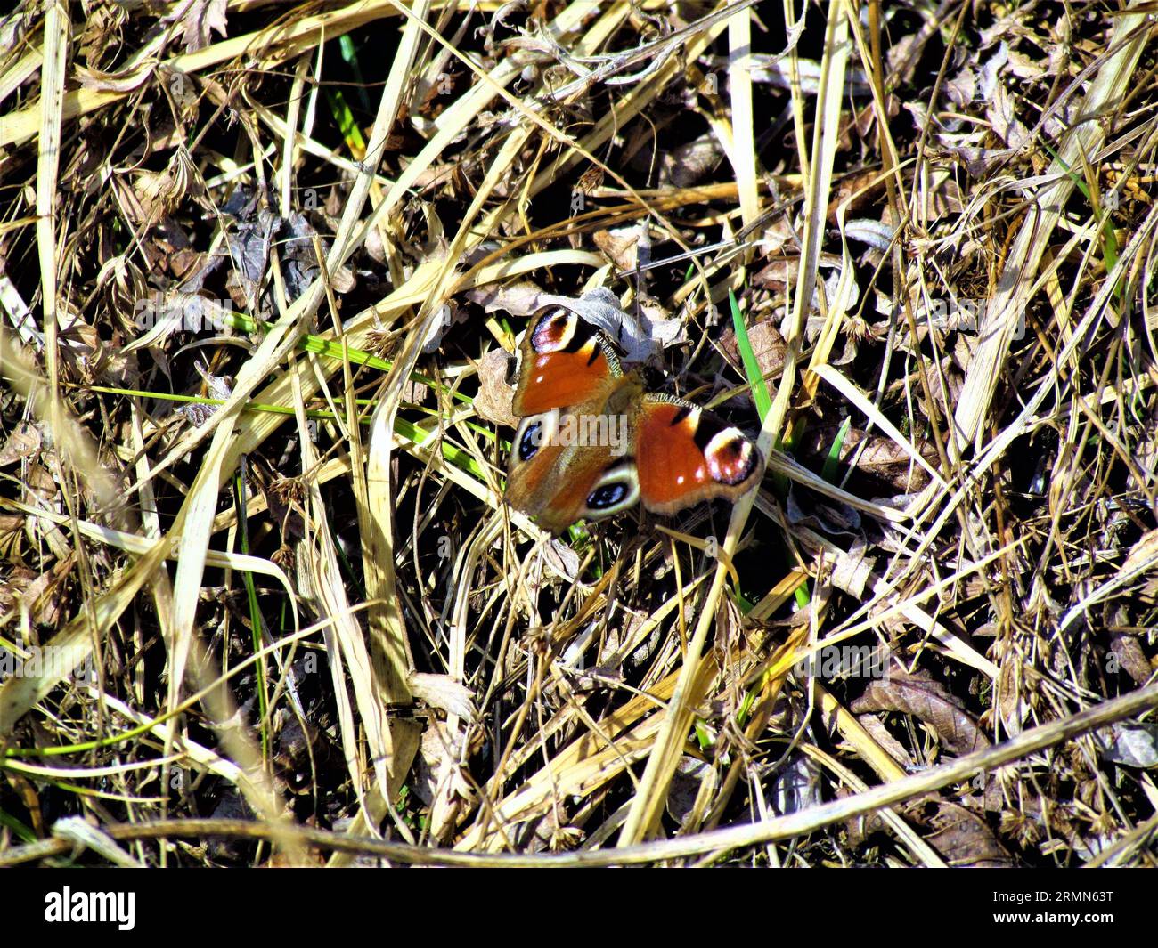 Rusty red colorful peacock butterfly (Aglais io) with black, blue and yellow eyespots Stock Photo