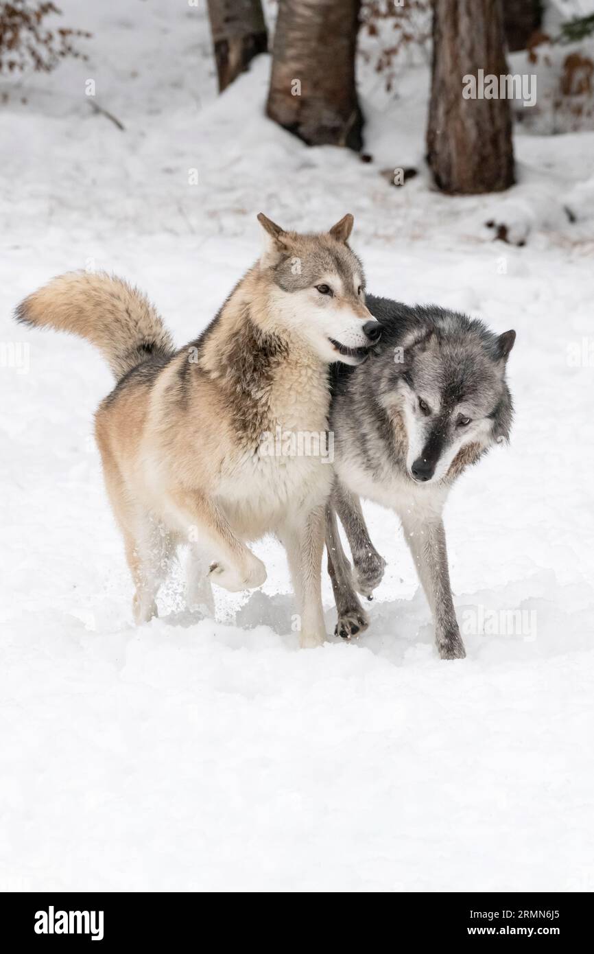 North America; United States; Wyoming; Wildlife; Predators; Canine ...