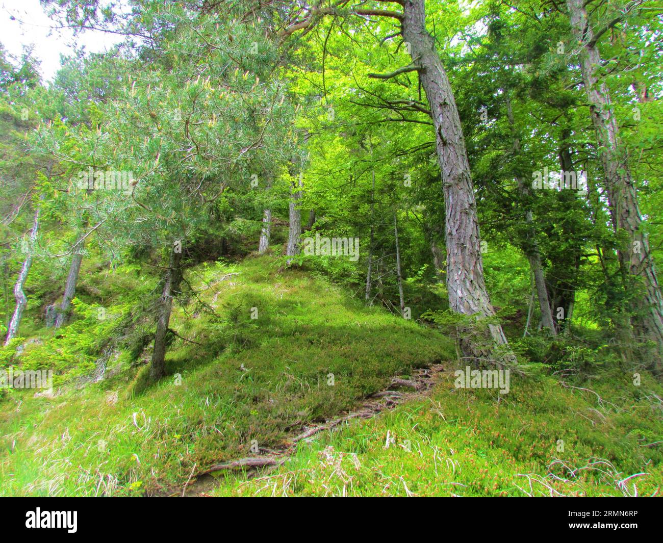 Path going up a step slope into a scots pine and european beech forest with the floor covered in winter heath, spring heath, alpine heath (Erica carne Stock Photo