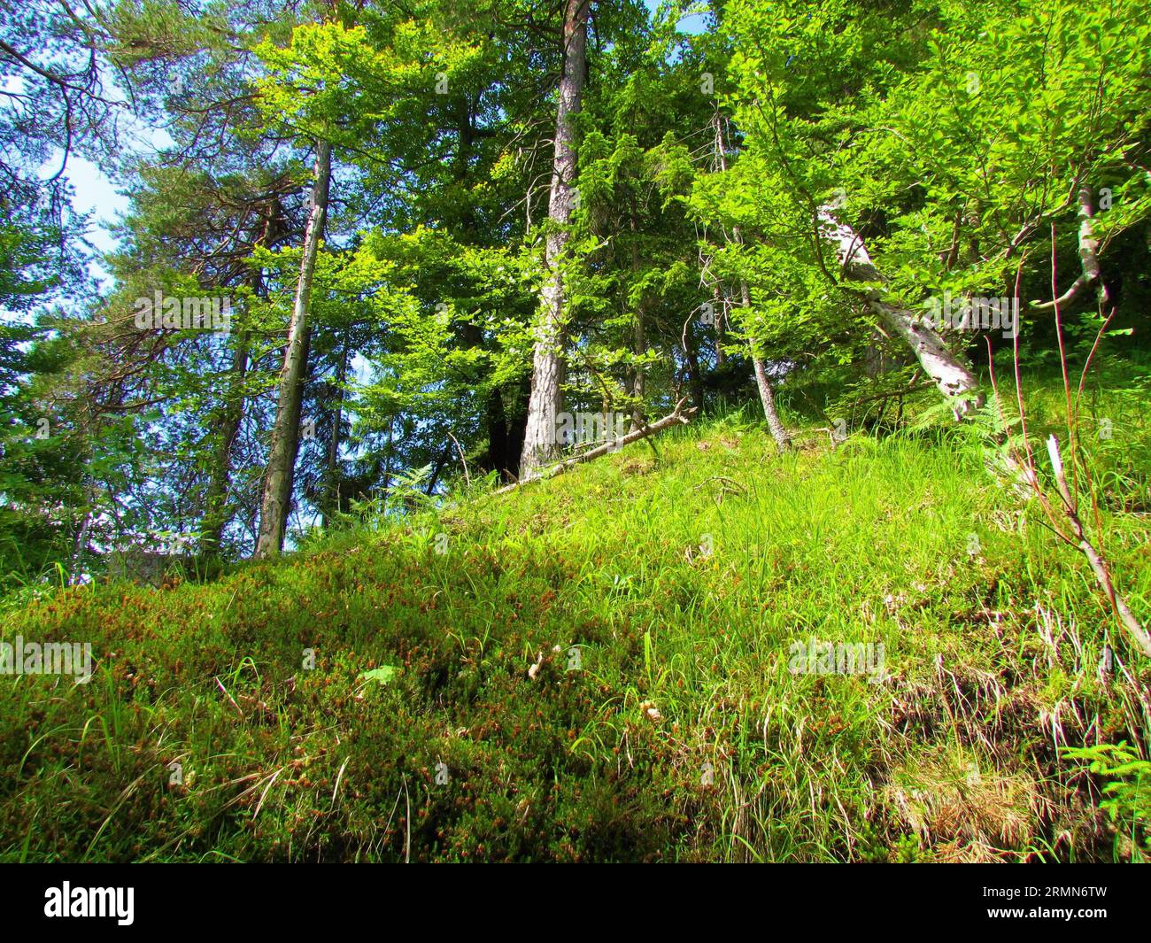 Bright green sunlit forest clearing with a scots pine forest in the background in Slovenia Stock Photo