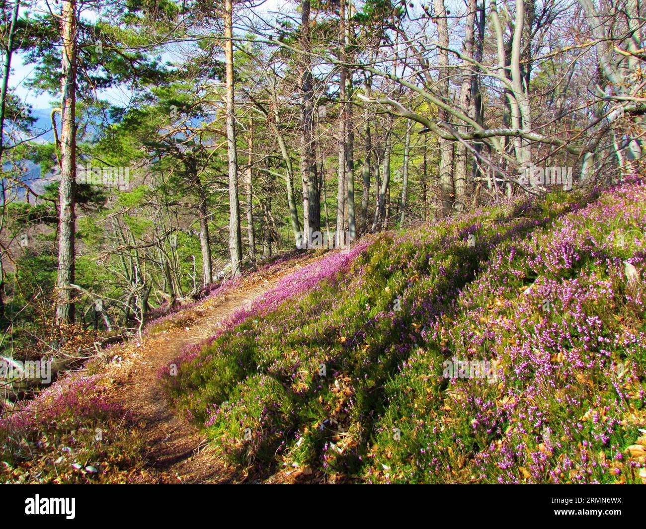 Scots pine and beech forest in Slovenia with pink flowering winter heath, spring heath, alpine heath (Erica carnea) covering the ground Stock Photo