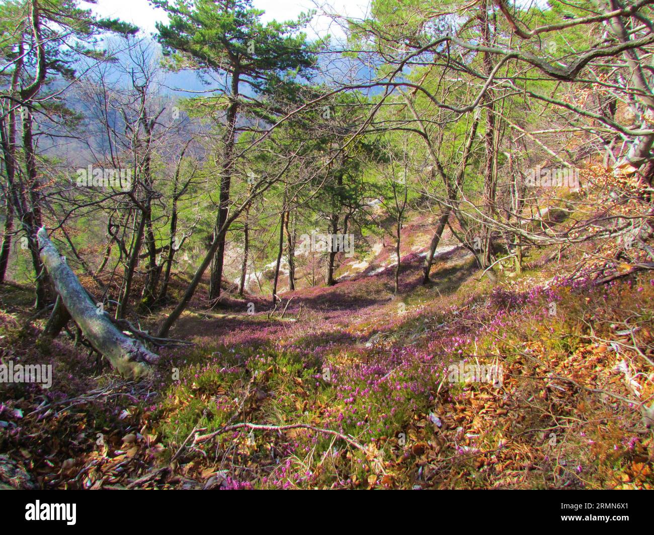 Scots pine forest in Slovenia with pink flowering winter heath, spring heath or alpine heath (Erica carnea) covering the ground Stock Photo