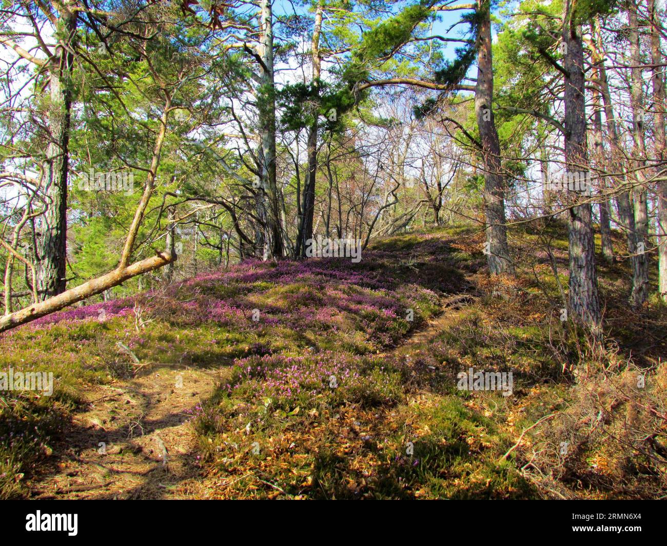 Scots pine in Slovenia with pink flowering winter heath, spring heath or alpine heath (Erica carnea) covering the ground Stock Photo