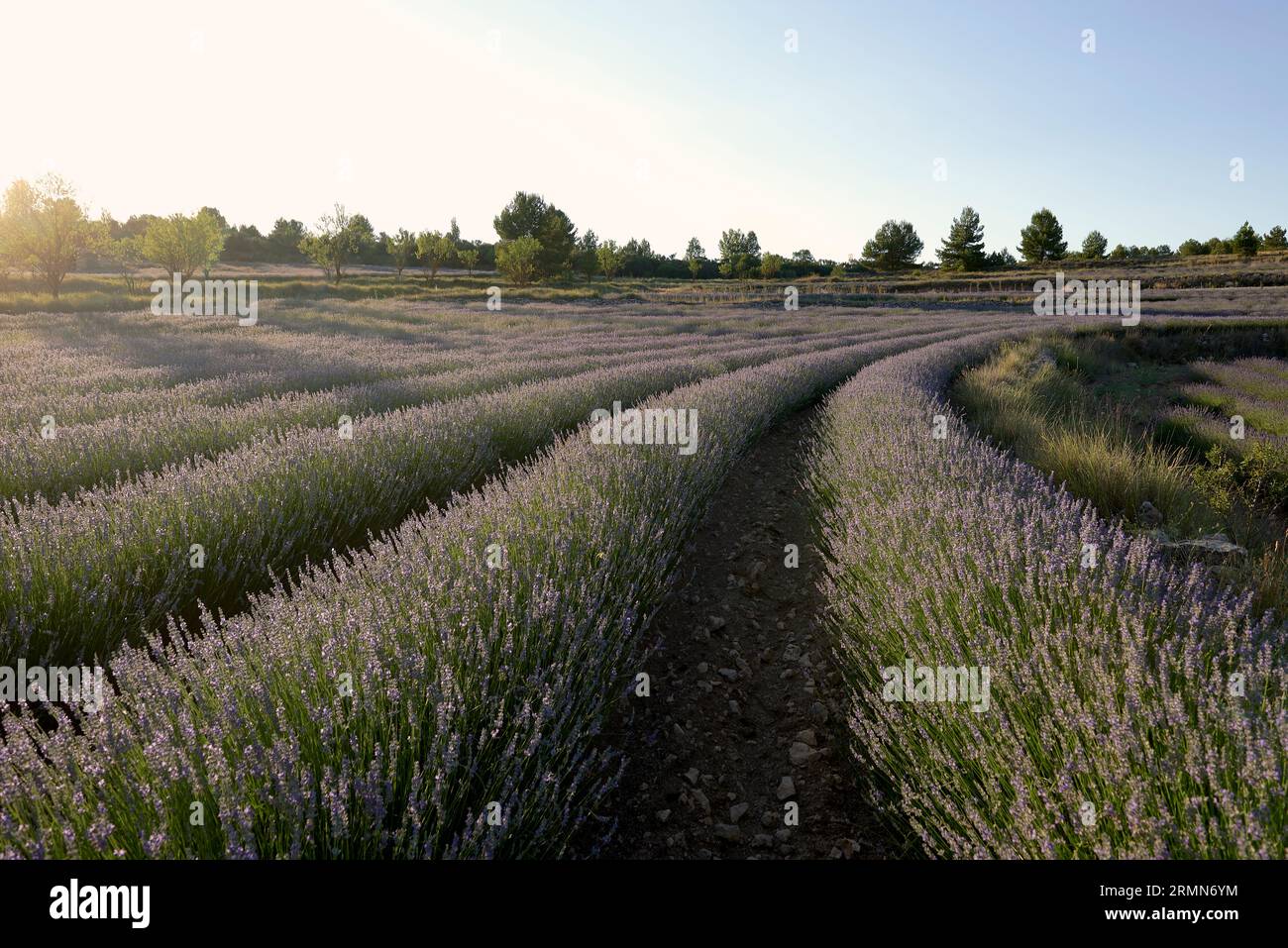 A lavender field in bloom on a sunny day.Straight lines, perpendicular ...