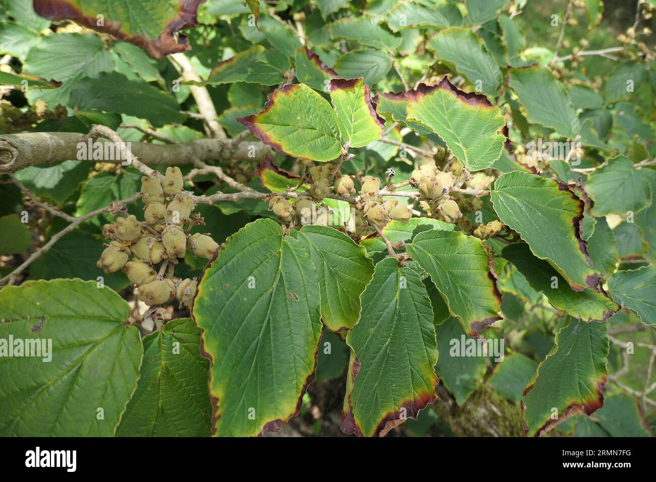 Closeup of the summer fruits and green leaves of the perennial garden shrub hamamelis intermedia pallida. Stock Photo
