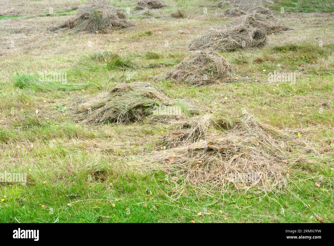 Closeup of tall cut grass laying to dry on the green lawn to be used as hay. Stock Photo