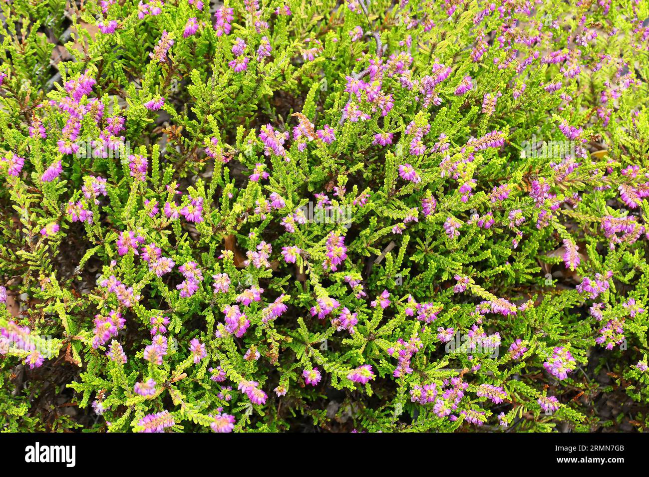 Closeup of the purple flowers and golden foliage of the low growing perennial evergreen heather calluna vulgaris crimson glory. Stock Photo