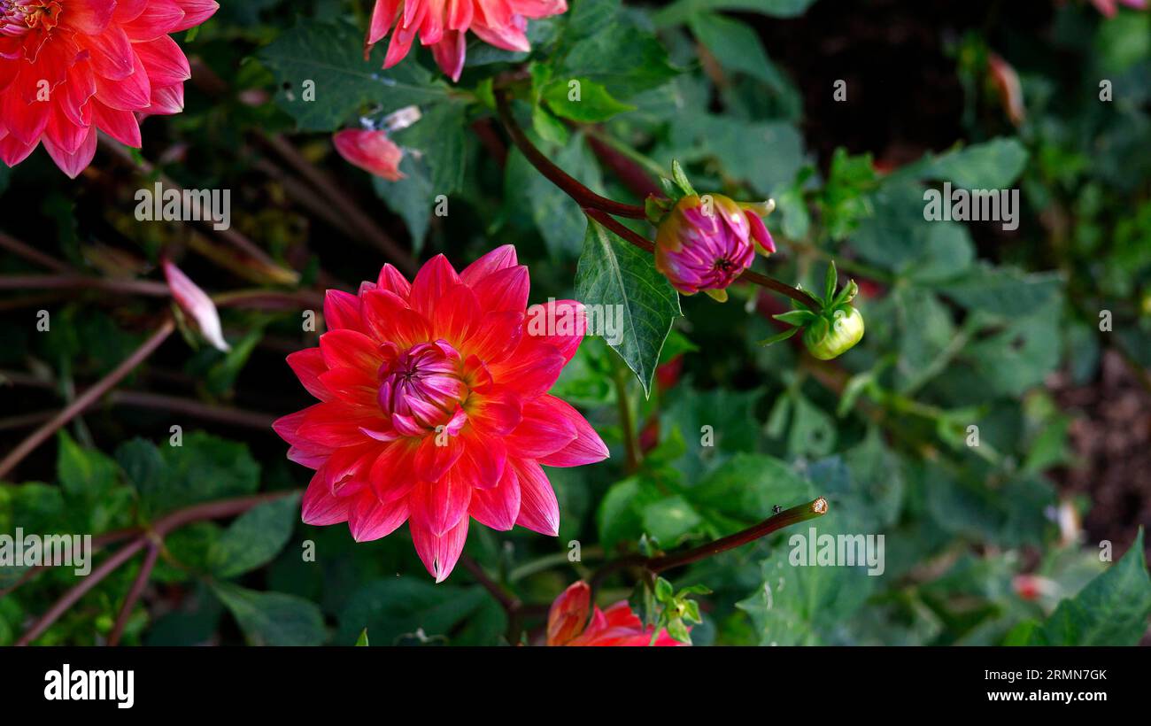 Closeup of the pink flower of the tender tuberous summer to first frost flowering perennial garden plant Dahlia Kilburn Rose. Stock Photo