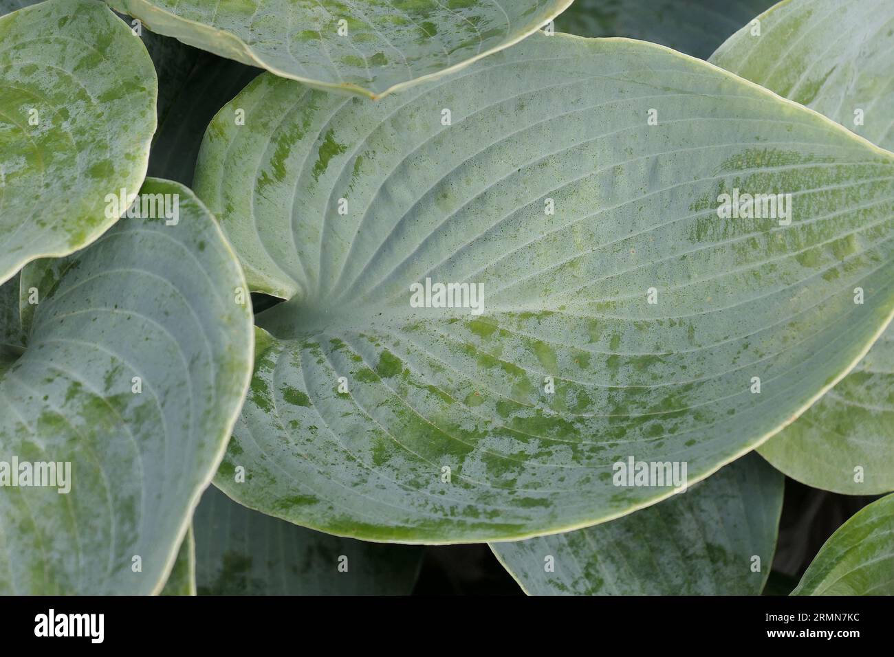 Closeup of the large green leaf of the herbaceous perennial groundcover shade loving plant Hosta pacific blue edger. Stock Photo