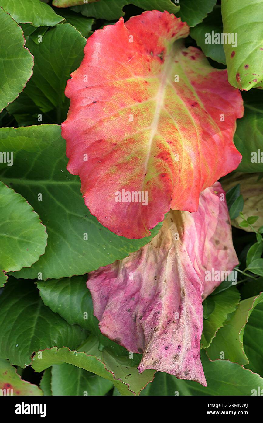 Closeup of the green orange red leaves turning colour in autumn and winter of the low growing herbaceous perennial garden plant Bergenia Admiral. Stock Photo