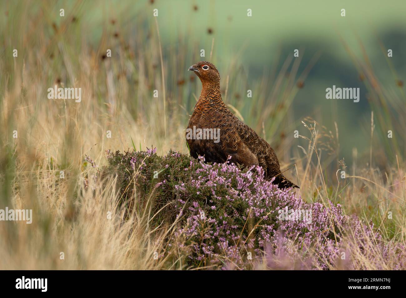 Red Grouse, Scientific name: Lagopus Lagopus. An alert male Red Grouse with red eyebrow, facing left  and resting on colourful purple heather on the N Stock Photo