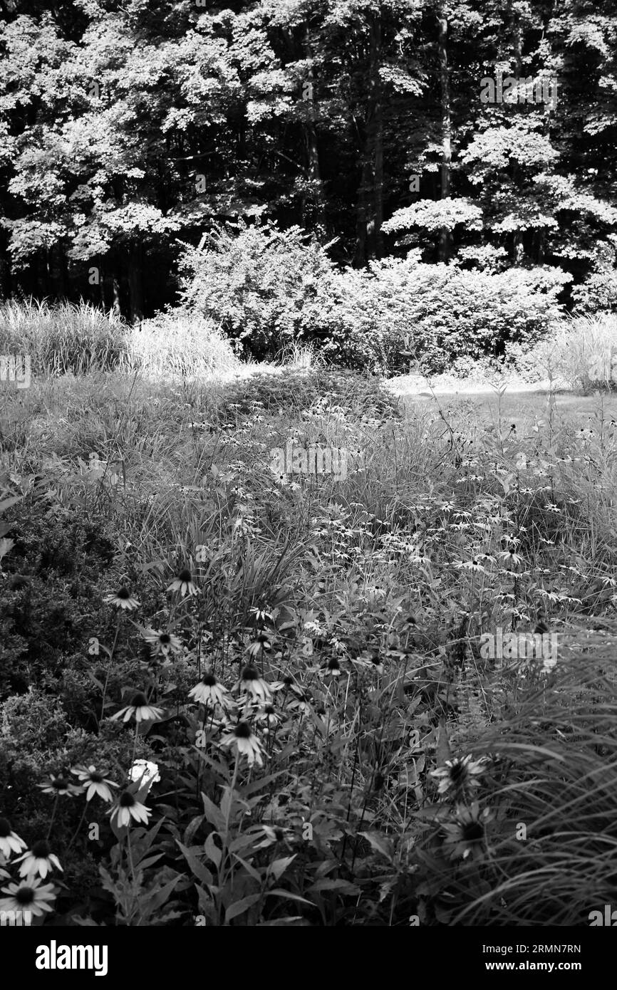 Wildflowers in grass Black and White Stock Photos & Images - Alamy