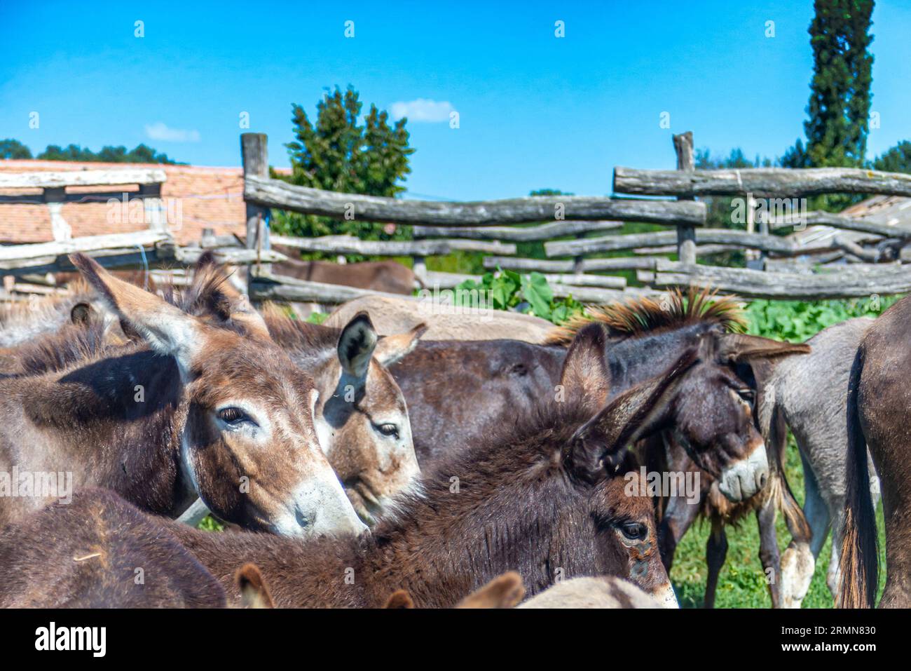 Swamp donkey hi-res stock photography and images - Alamy