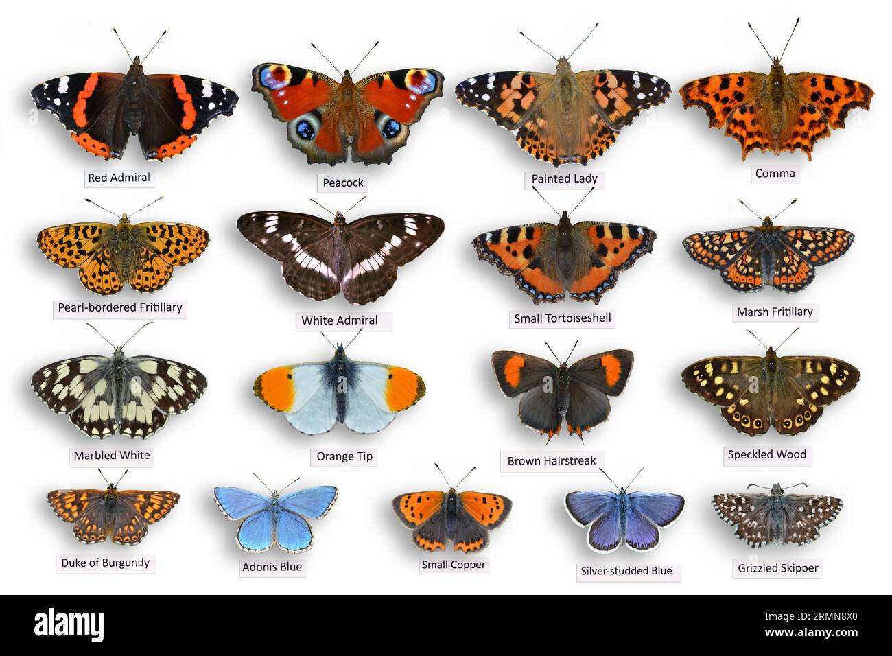 Virtual butterfly collection, from cut-outs of my own photographs with virtual labels and pins added. No butterflies were harmed! Stock Photo