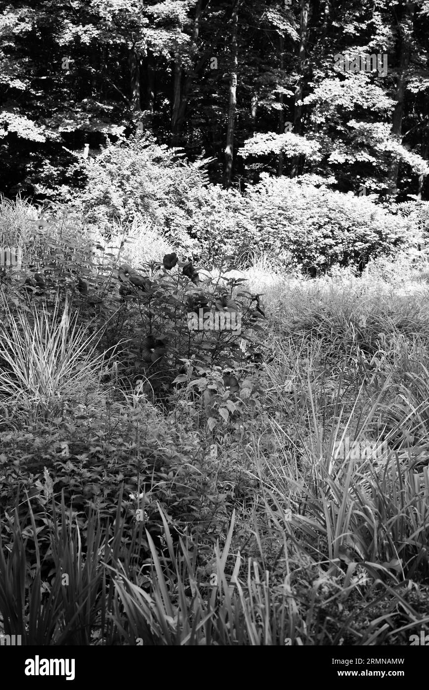 Scenic wildflower view Black and White Stock Photos & Images - Alamy