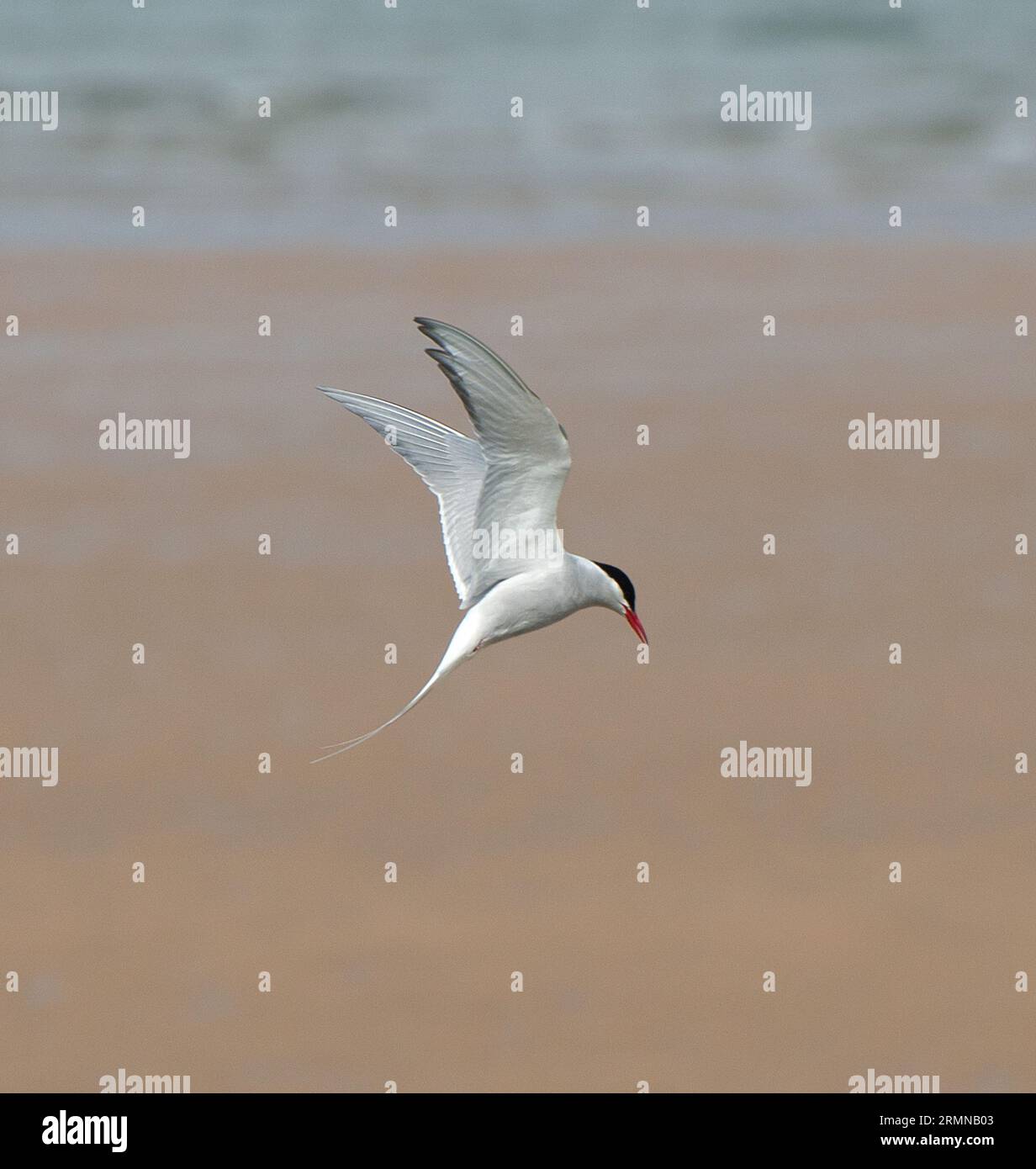 Square format colour image of Arctic Tern seen in side view and about to descend into nesting area along Northumberland coast with muted background Stock Photo
