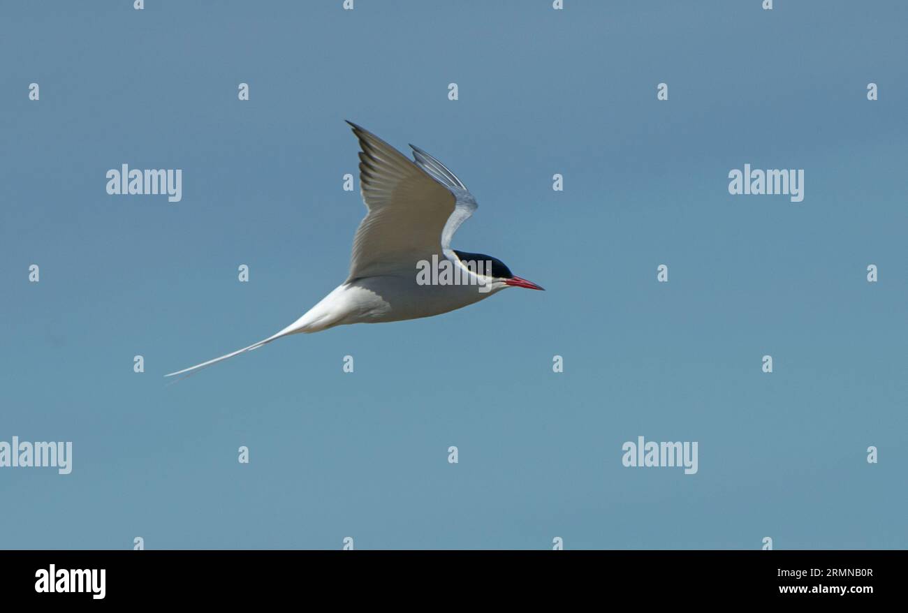 Colour image and close view of Arctic Tern flying from left to right at eyelevel with wings raised and highlight in eye Stock Photo