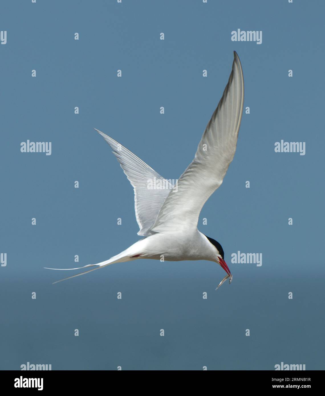 Square colour image of Arctic Tern with wings raised in flight, tail outstretched and fish in bill against muted background of sea and sky Stock Photo