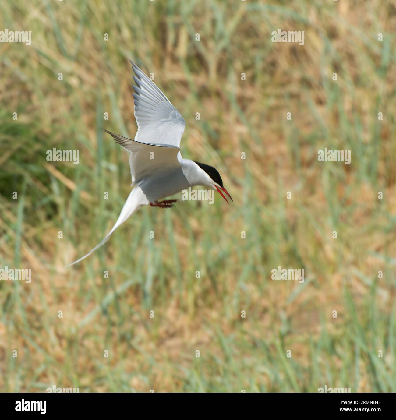 Square colour image of Arctic Tern in descent towards nest site among grass and sand dunes Stock Photo