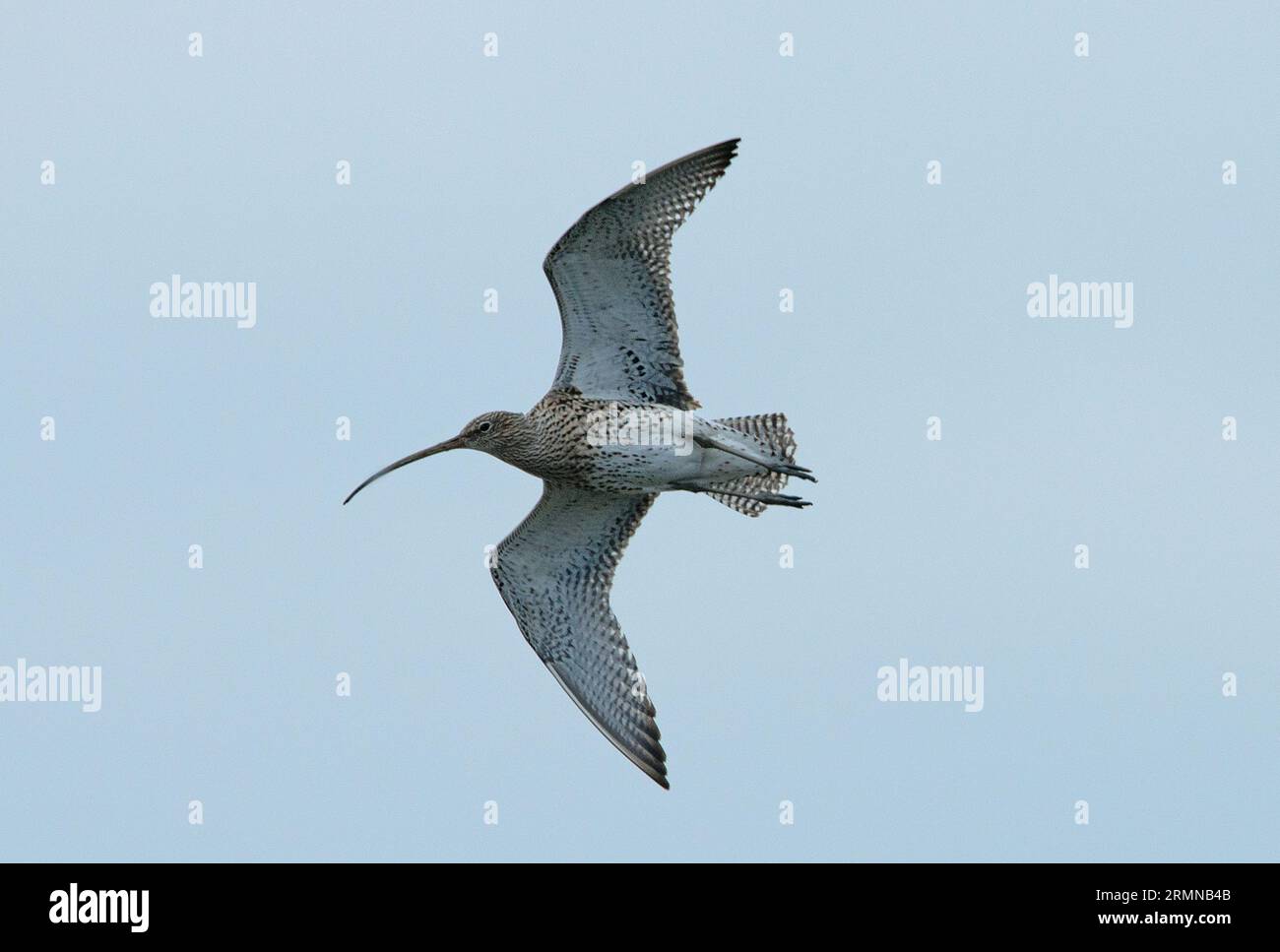 Colour image of Curlew seen in full flight from beneath showing full body and curved bill with wings outstretched and long legs Stock Photo