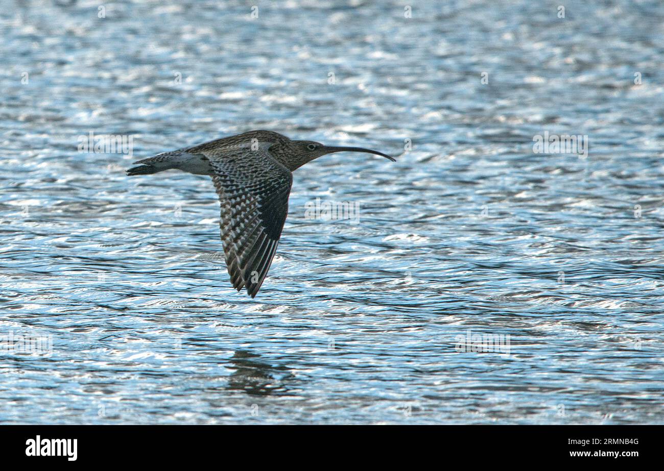 Curlew in flight showing side view with wings in down position and long downward curving bill  and plumage easily seen Stock Photo