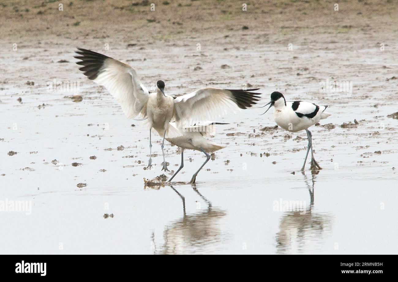 Trio of Avocets in a confrontation, one with wings outstretched as two seem to attack the third Stock Photo