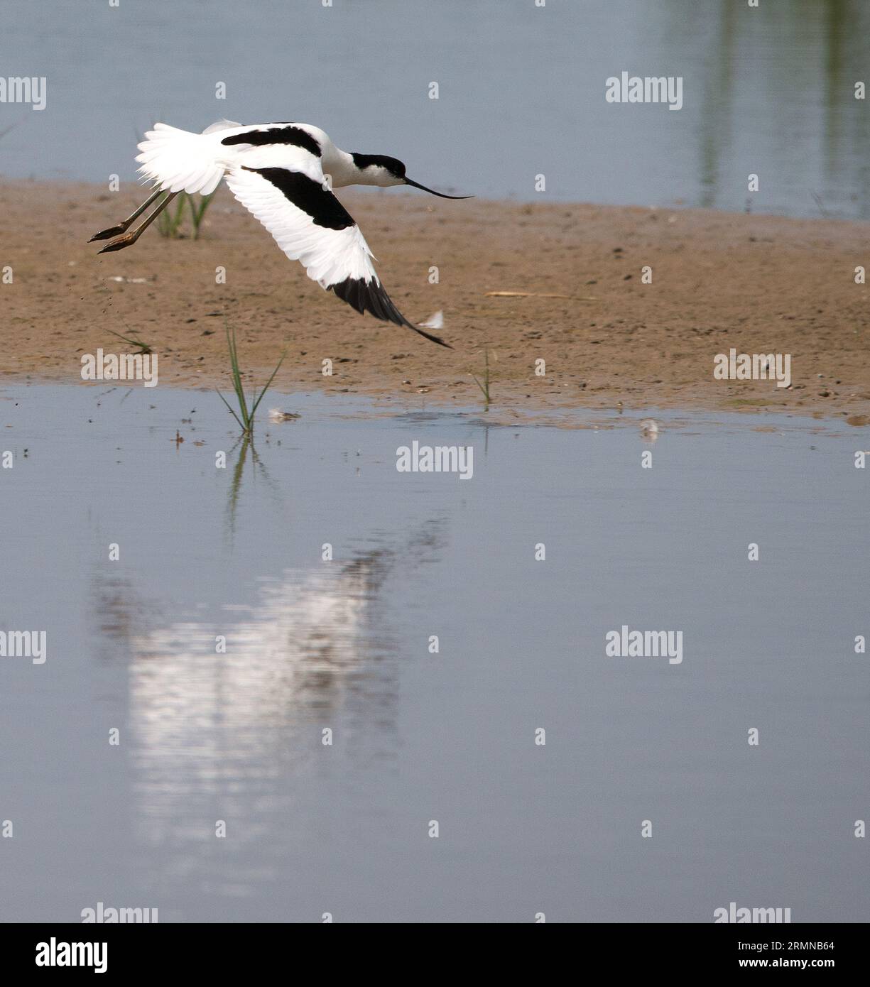 Colour image of a single Avocet flying from left to right showing clear view of pattern and colour of plumage and upcurved bill Stock Photo