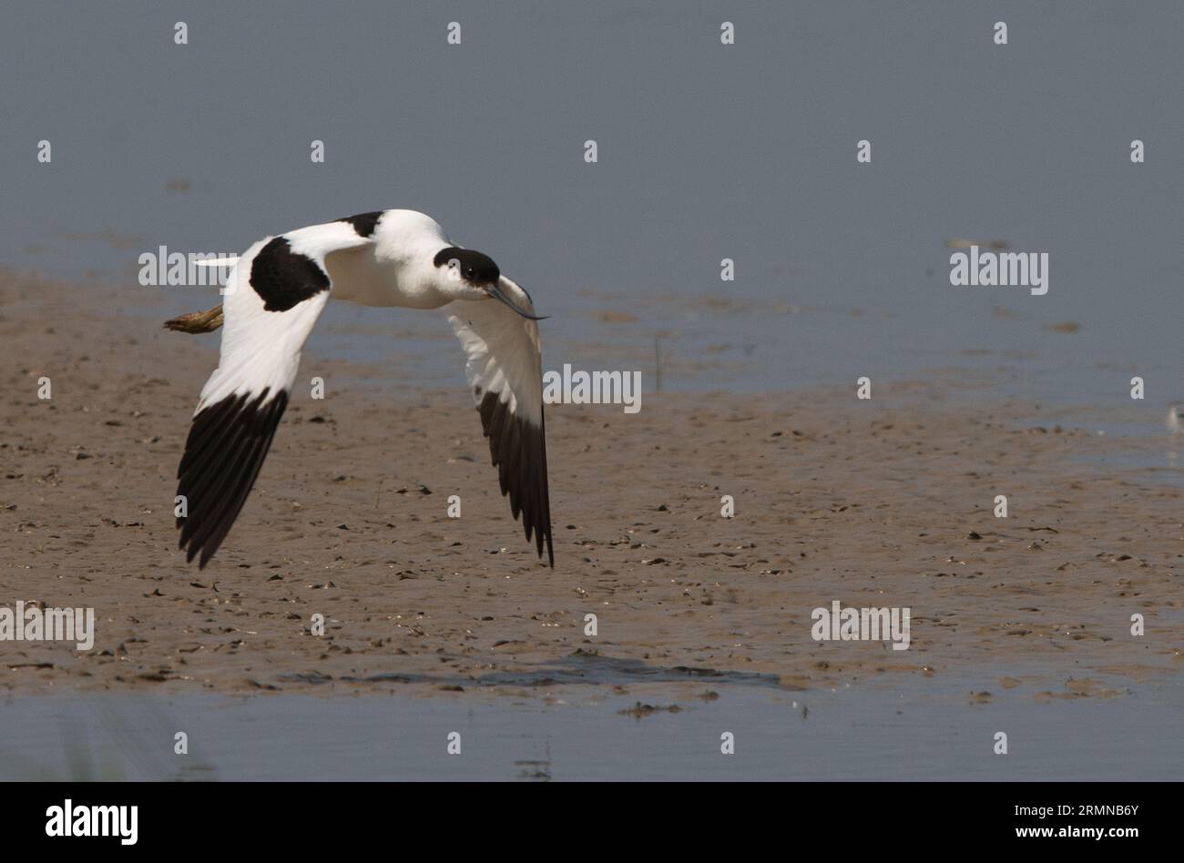 Close three quarter view of Avocet flying from left to right and with wings in down position with full sight of body, wings, head and upcurved bill Stock Photo