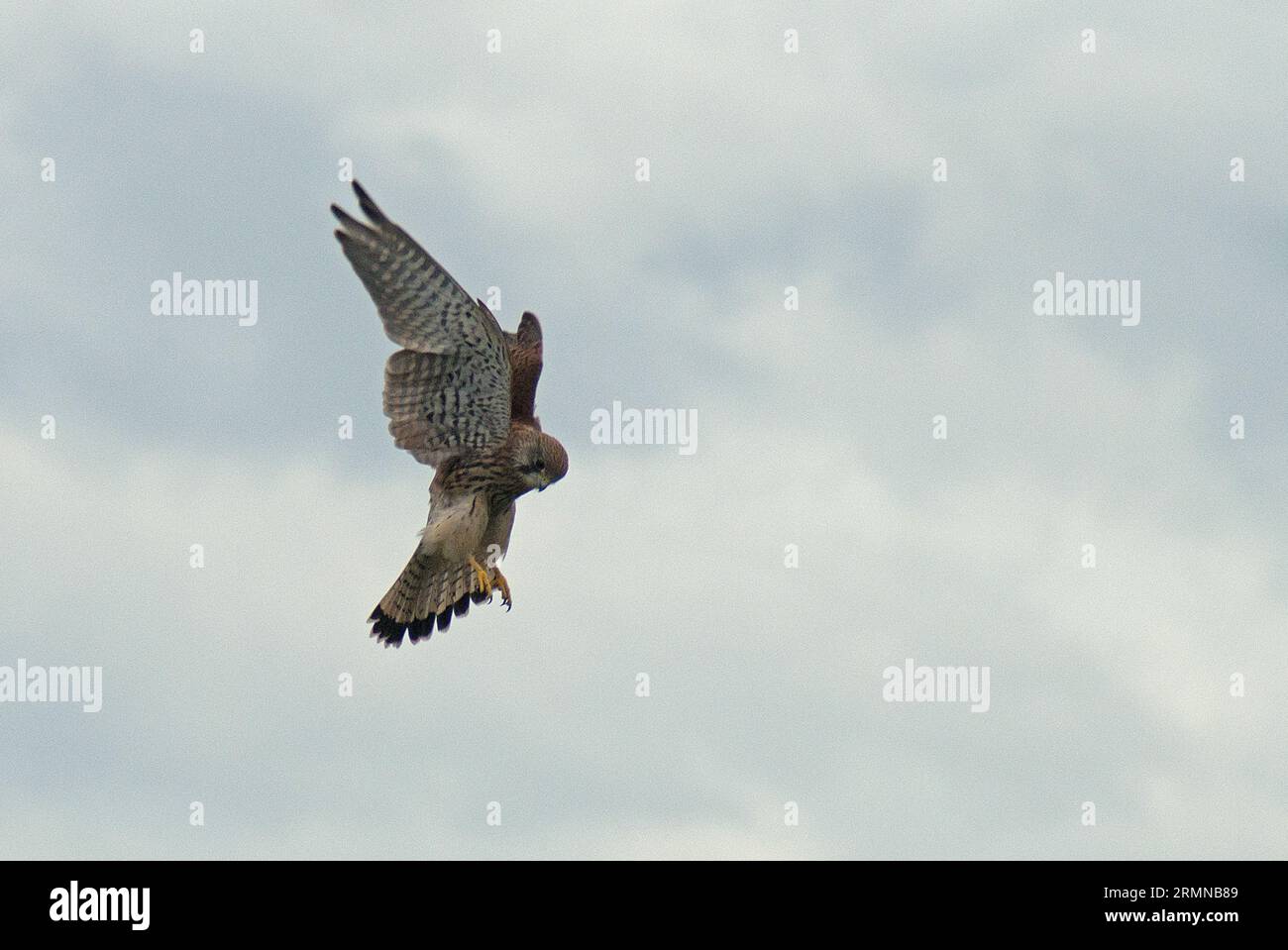 Colour image of Kestrel looking down in hovering and possible attack position from almost eye level against a muted background of sky Stock Photo