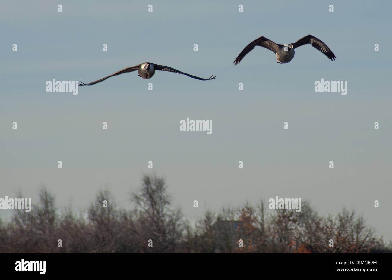 Colour image of two Canada Geese flying directly towards observer one with wings outstretched and the other with wings arched Stock Photo